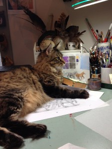 Jeannie Brett's Coon Cat Trout in the Studio